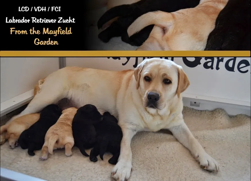 Ботанический сад Мэйфилд