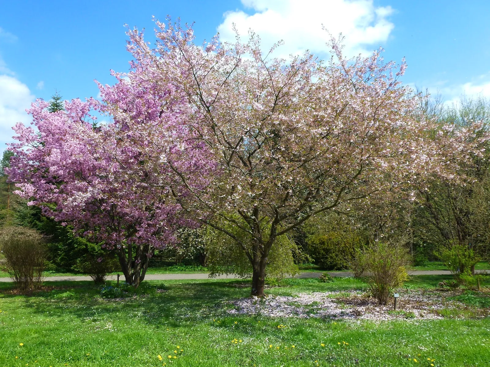 Ботанический сад Штутгарта