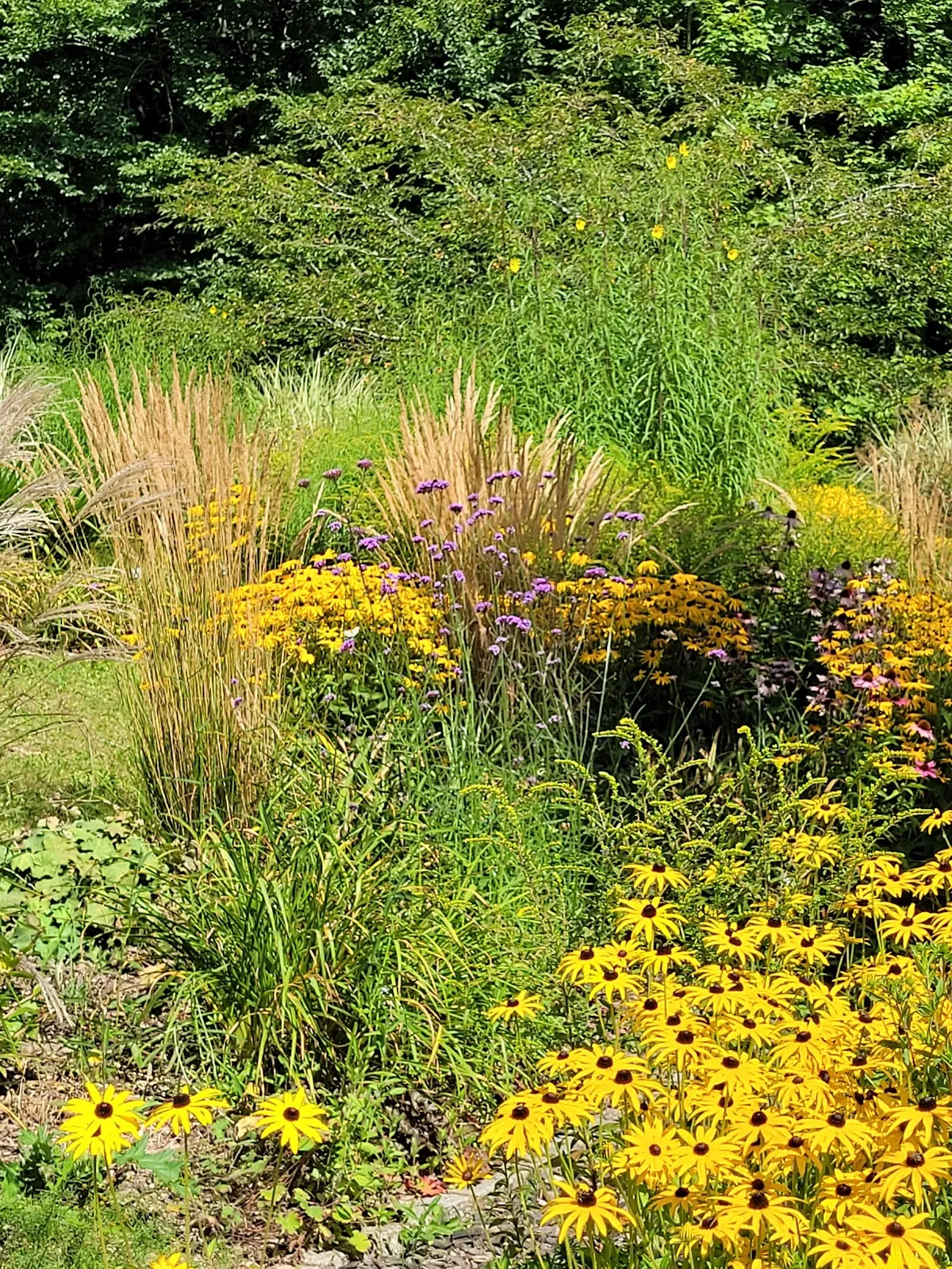 Вид на зеленую территорию Ботанического сада Ульмского университета с разнообразными растениями.