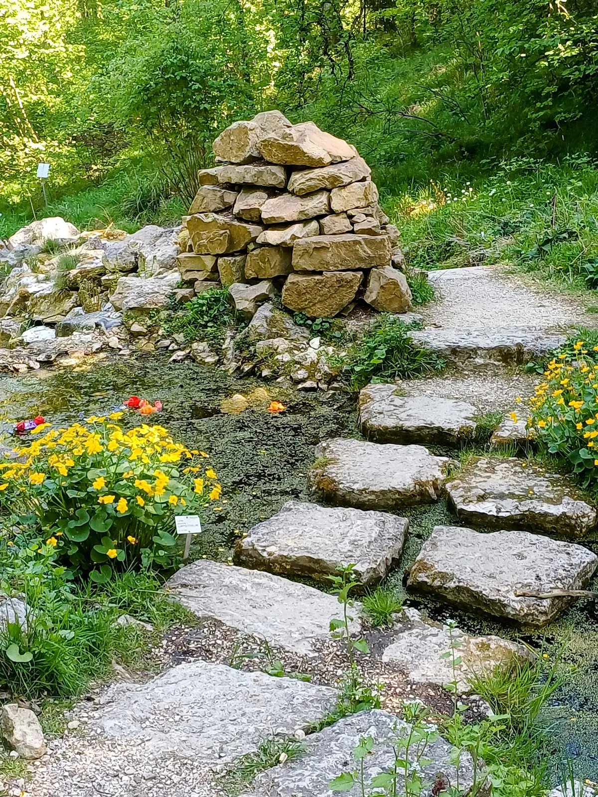 Вид на зеленую территорию Ботанического сада Ульмского университета с разнообразными растениями.