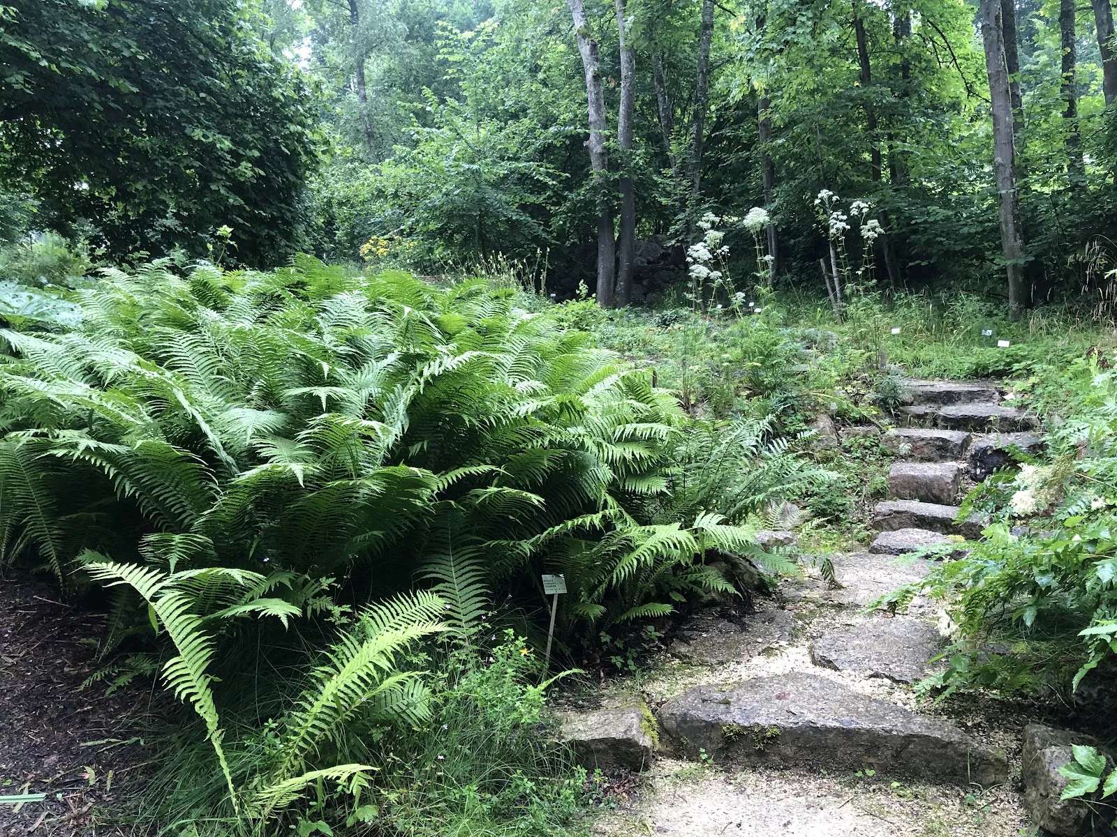 Вид на зеленую территорию Ботанического сада Ульмского университета с разнообразными растениями.