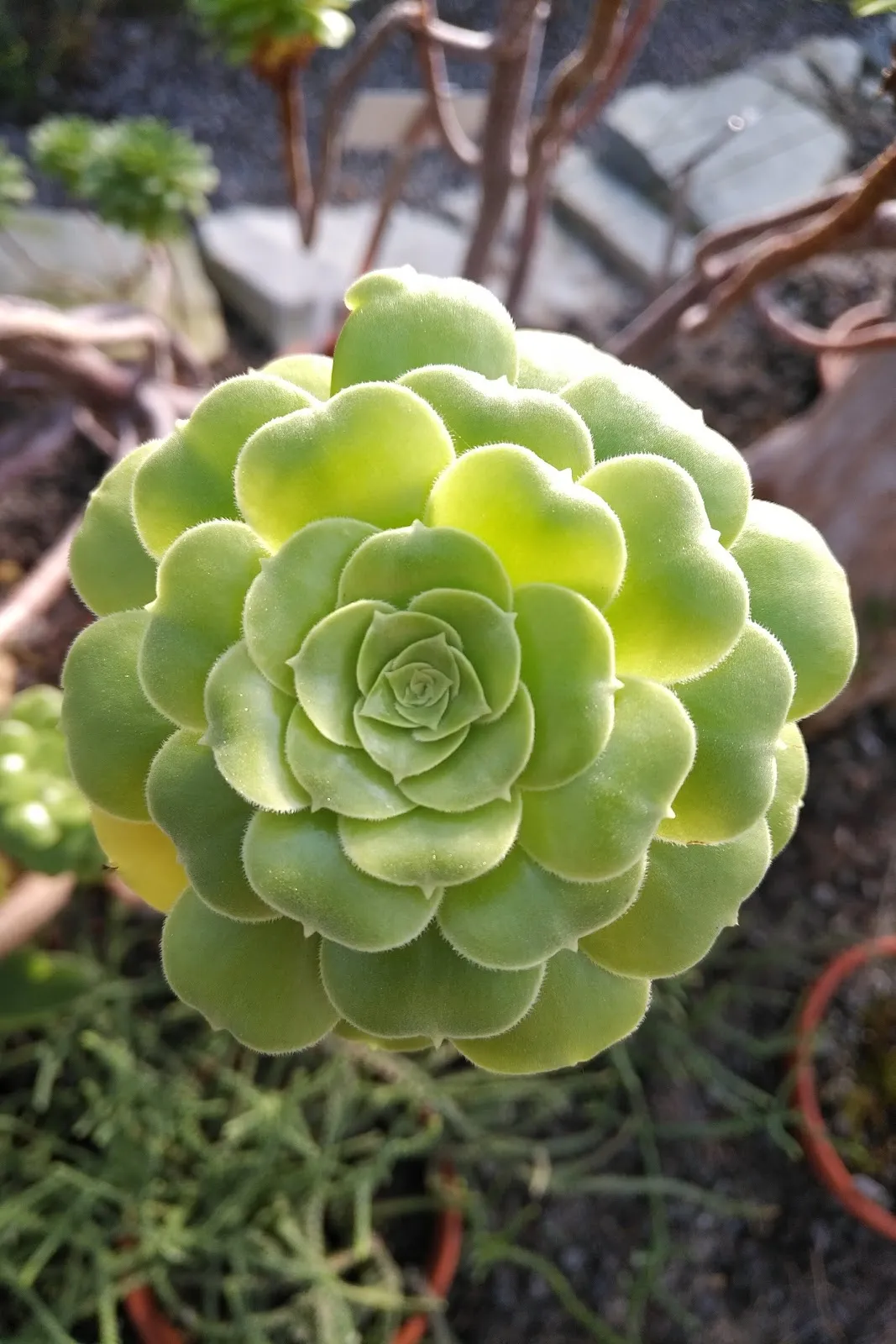 Ботанический сад Университета Констанца