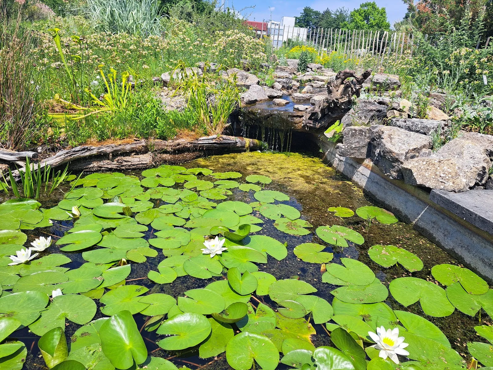 Ботанический сад Вюрцбургского университета, зелёные растения, оранжереи