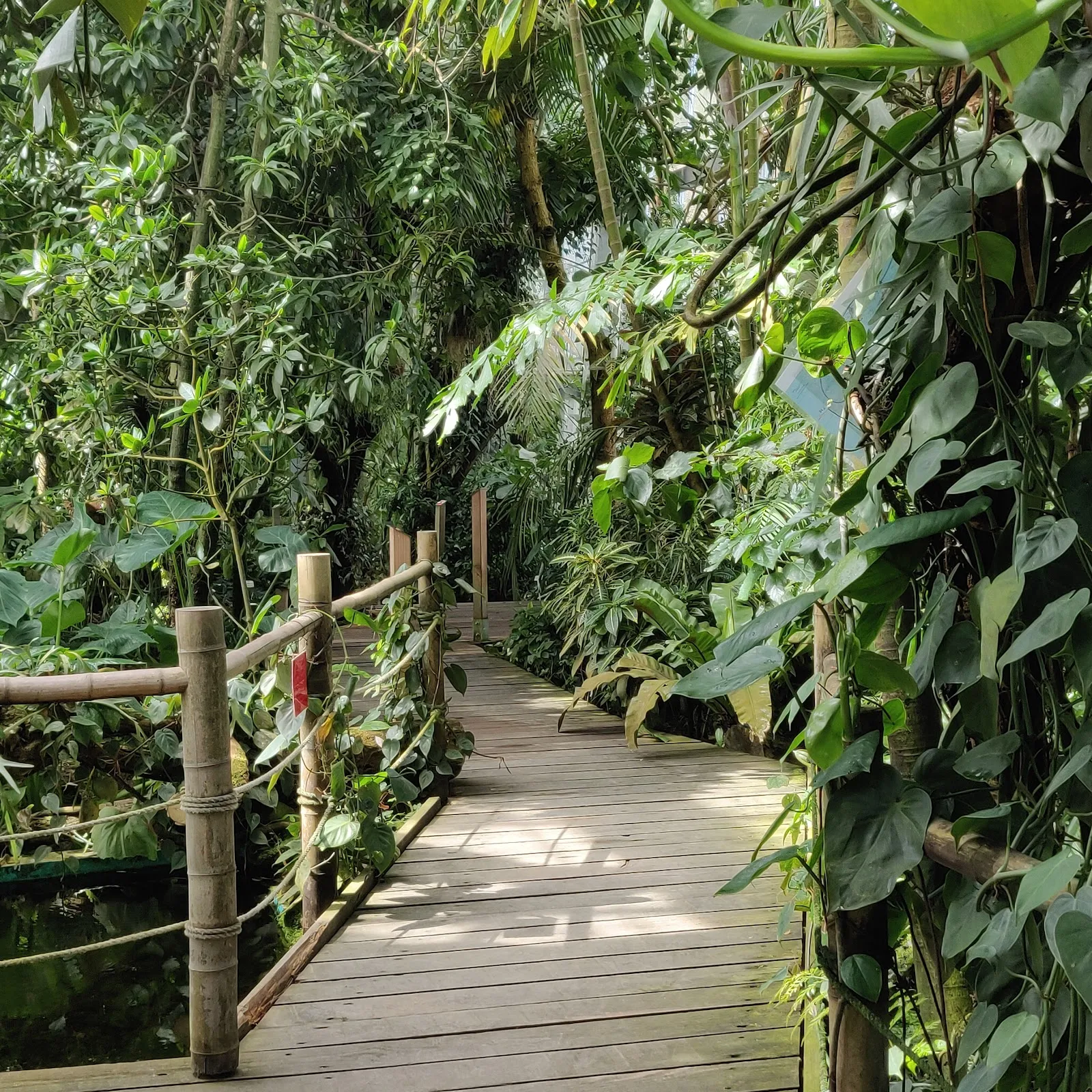 Ботанический сад Вюрцбургского университета, зелёные растения, оранжереи