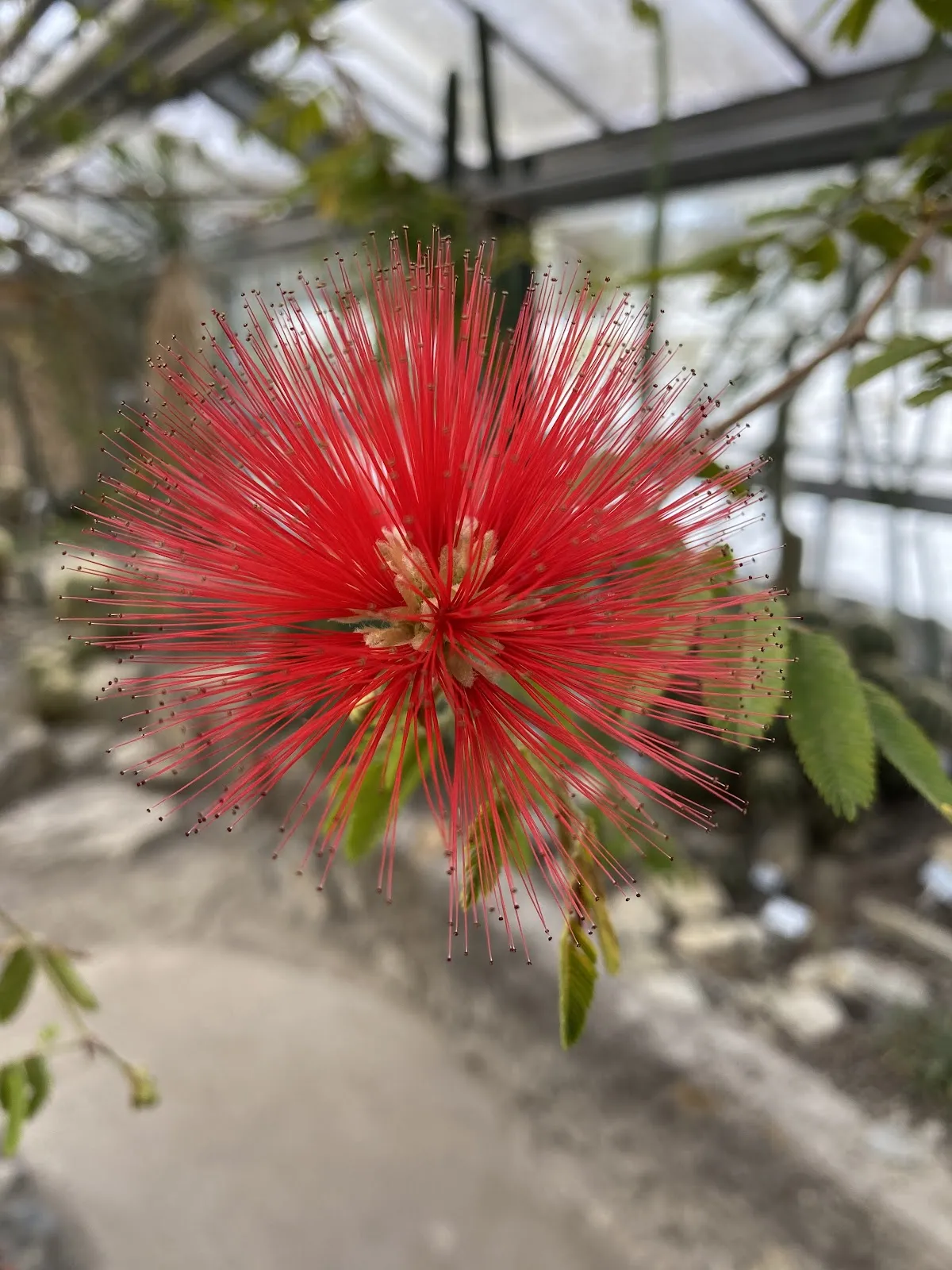 Ботанический сад Вюрцбургского университета, зелёные растения, оранжереи