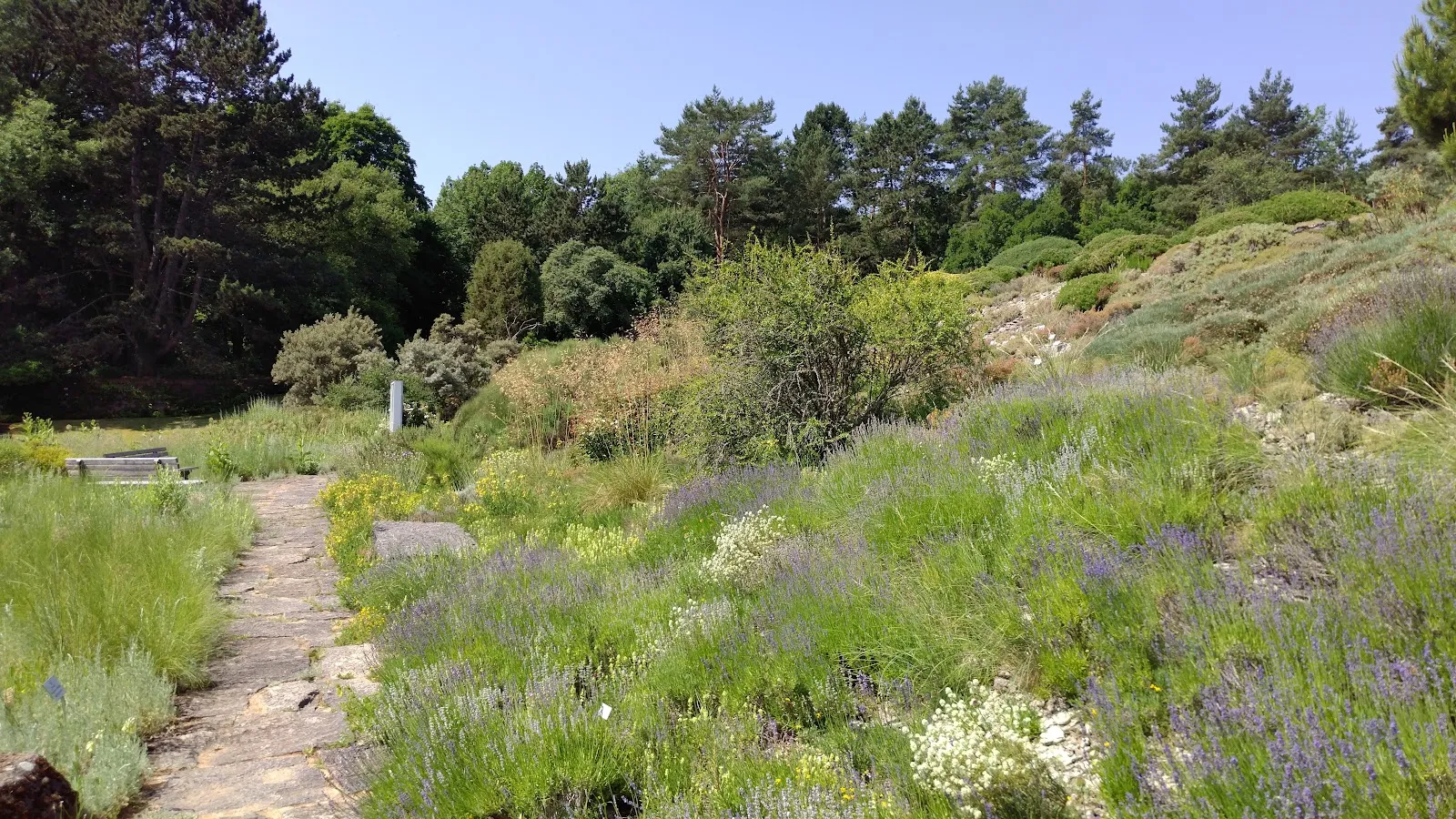 Ботанический сад Вюрцбургского университета, зелёные растения, оранжереи