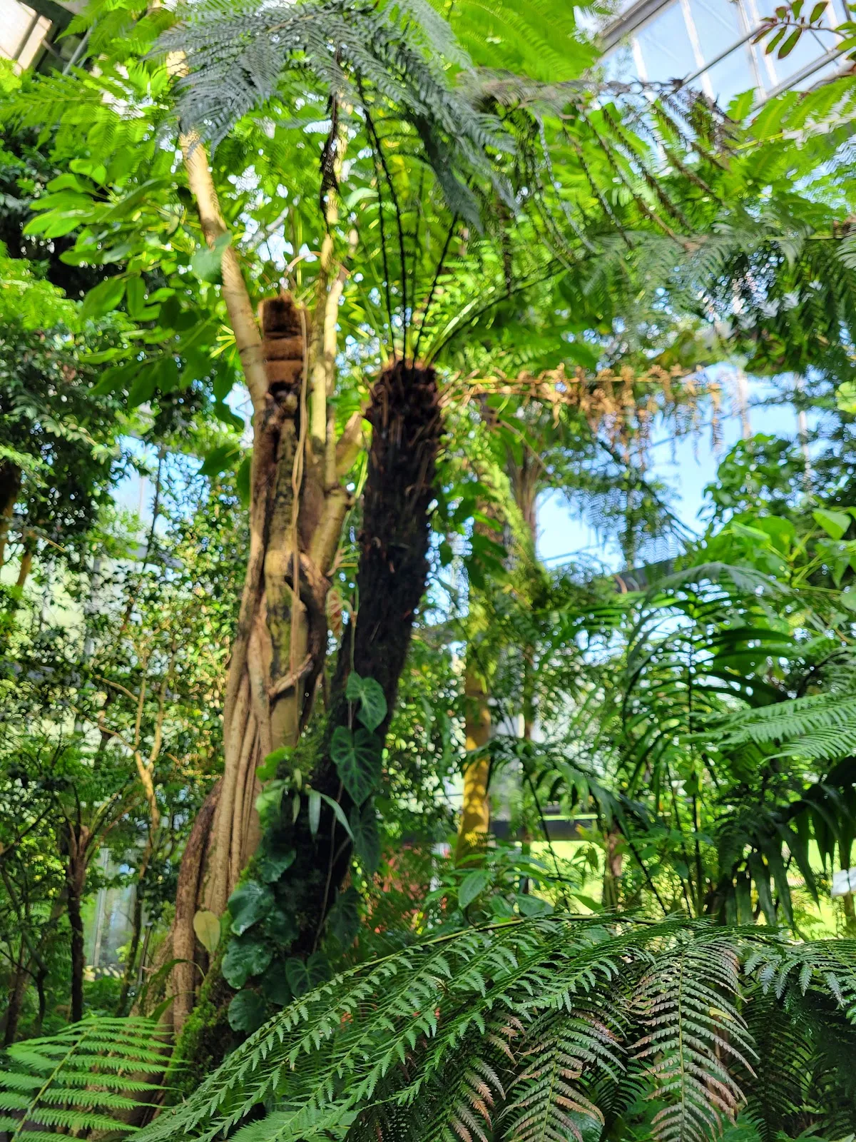 Ботанический сад Вюрцбургского университета, зелёные растения, оранжереи