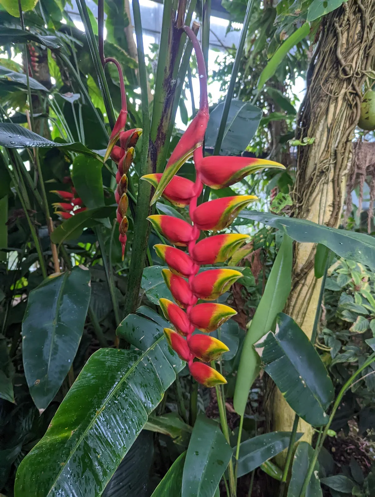 Ботанический сад Вюрцбургского университета, зелёные растения, оранжереи