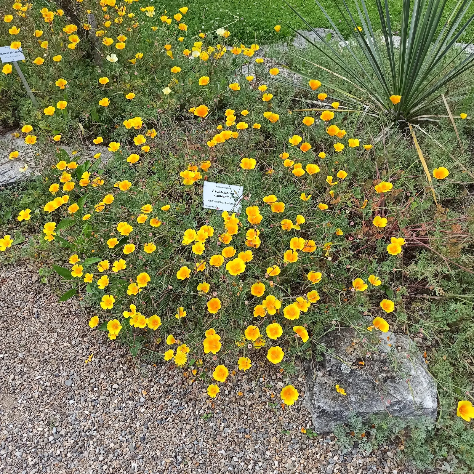 Ботанический сад Вюрцбургского университета, зелёные растения, оранжереи