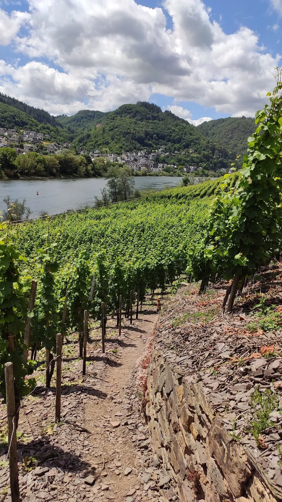 Вид на сад Браузелай с виноградниками и видом на замок Кохем