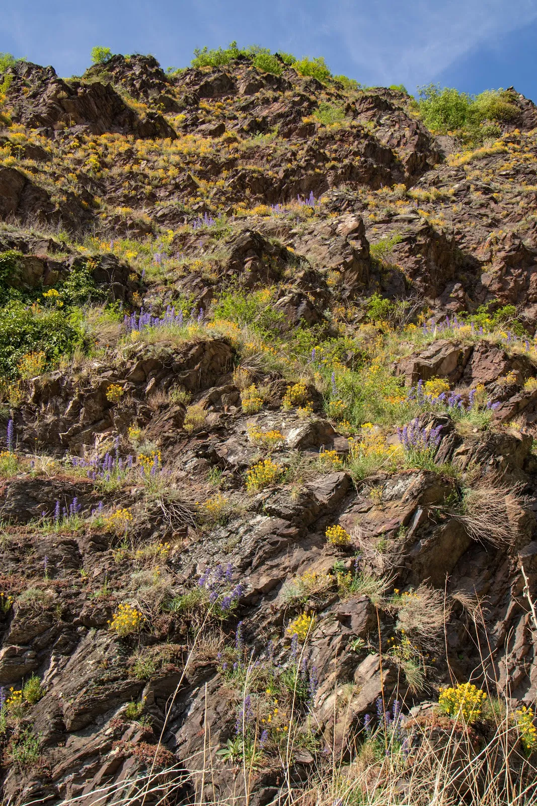Вид на сад Браузелай с виноградниками и видом на замок Кохем