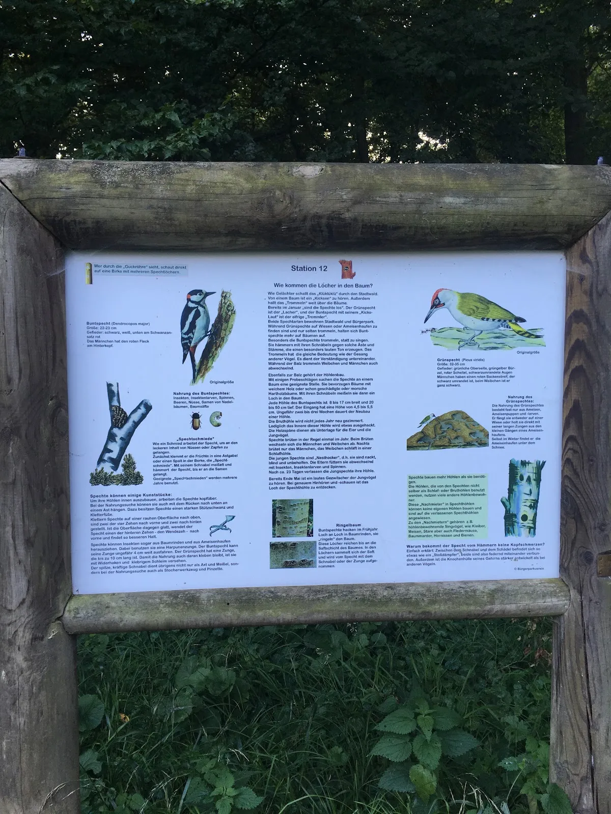 Бременская телевизионная башня на фоне Городского леса