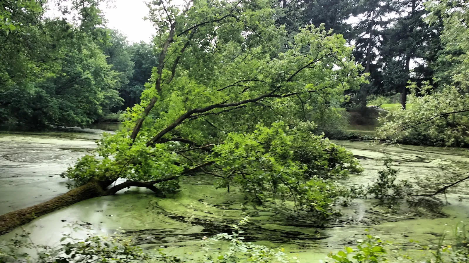 Бременская телевизионная башня на фоне Городского леса