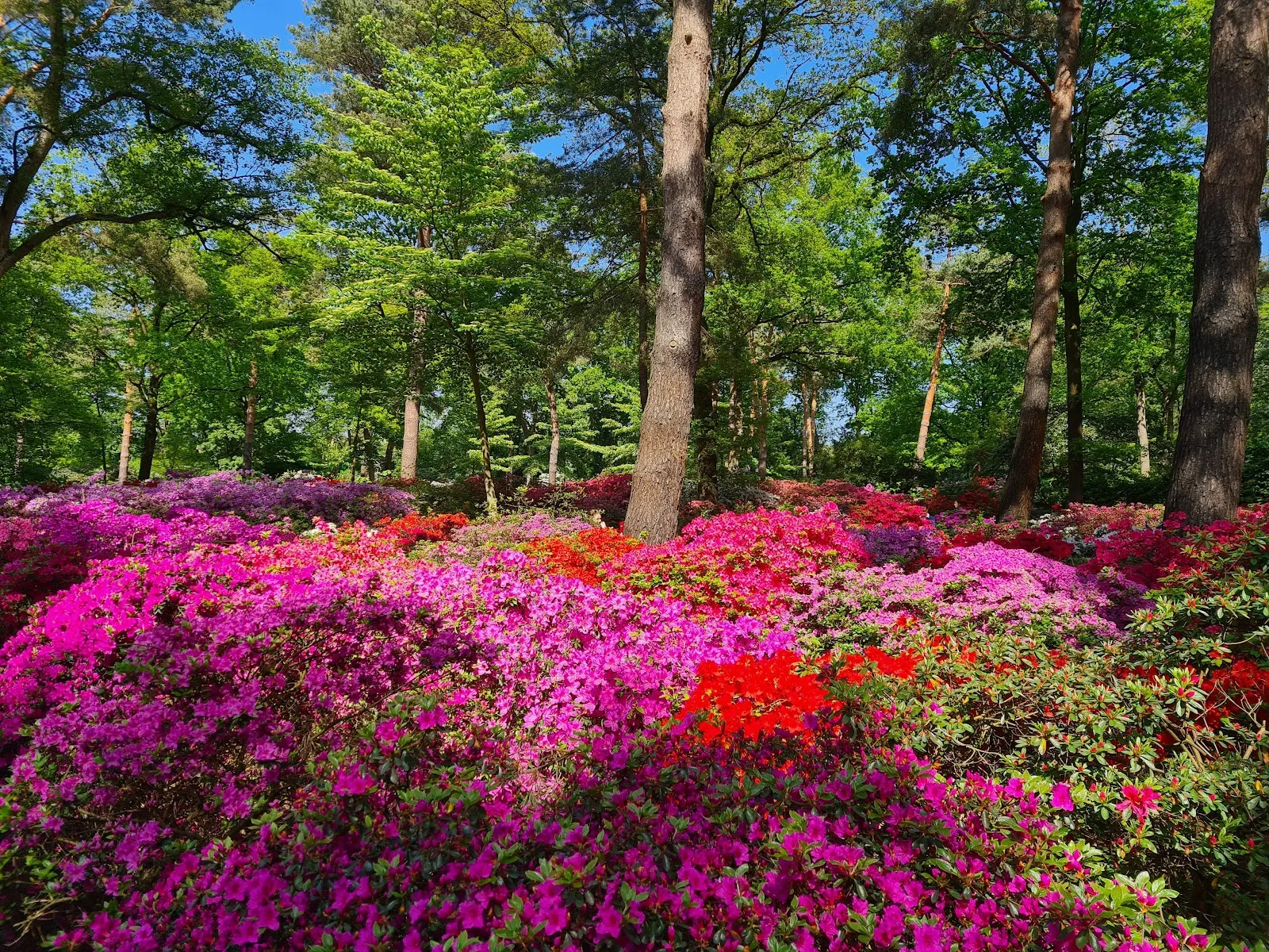 Цветущие кусты рододендронов в Бременском парке