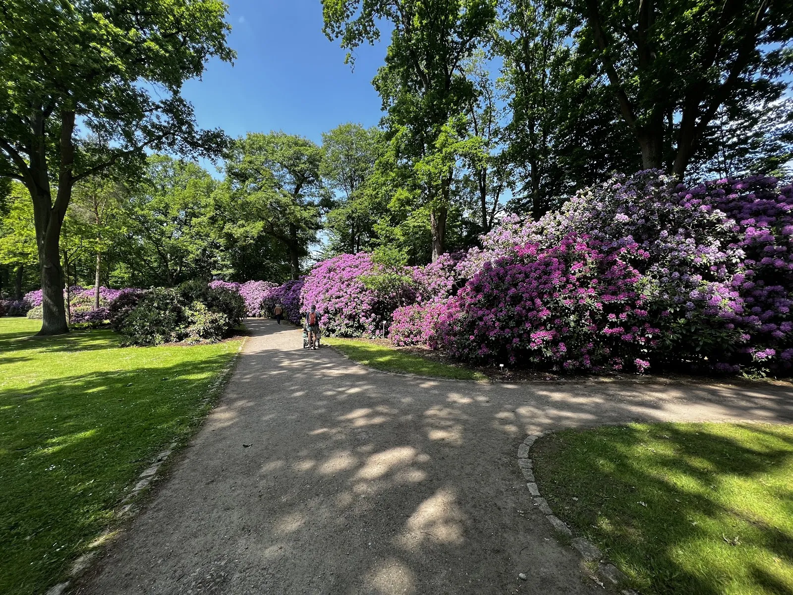 Цветущие кусты рододендронов в Бременском парке