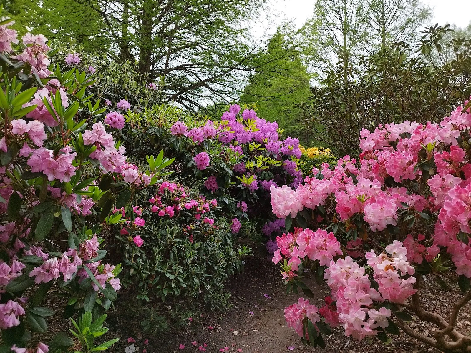 Цветущие кусты рододендронов в Бременском парке