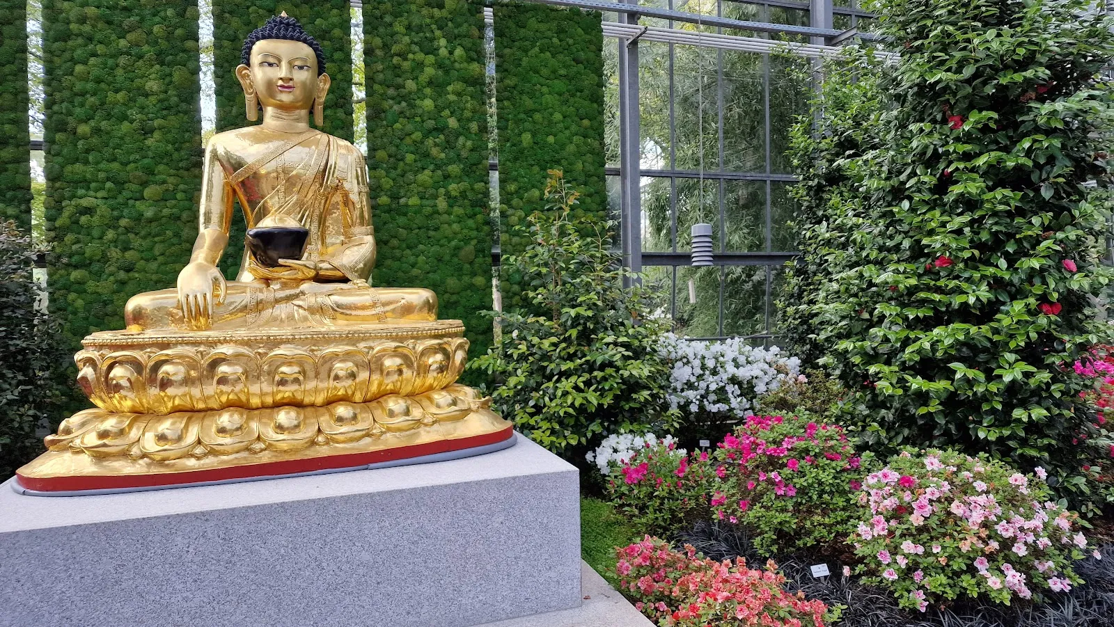 Цветущие кусты рододендронов в Бременском парке