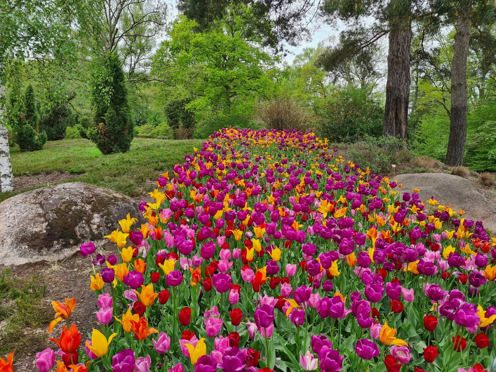 Цветущие кусты рододендронов в Бременском парке