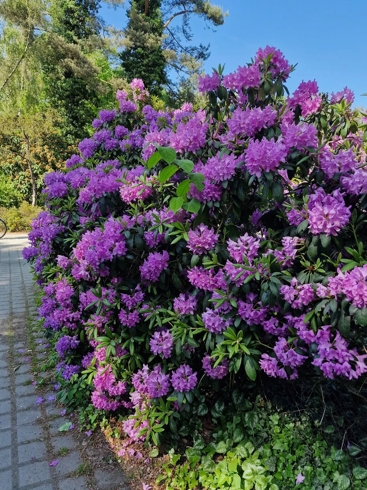Цветущие рододендроны в парке города Бремен