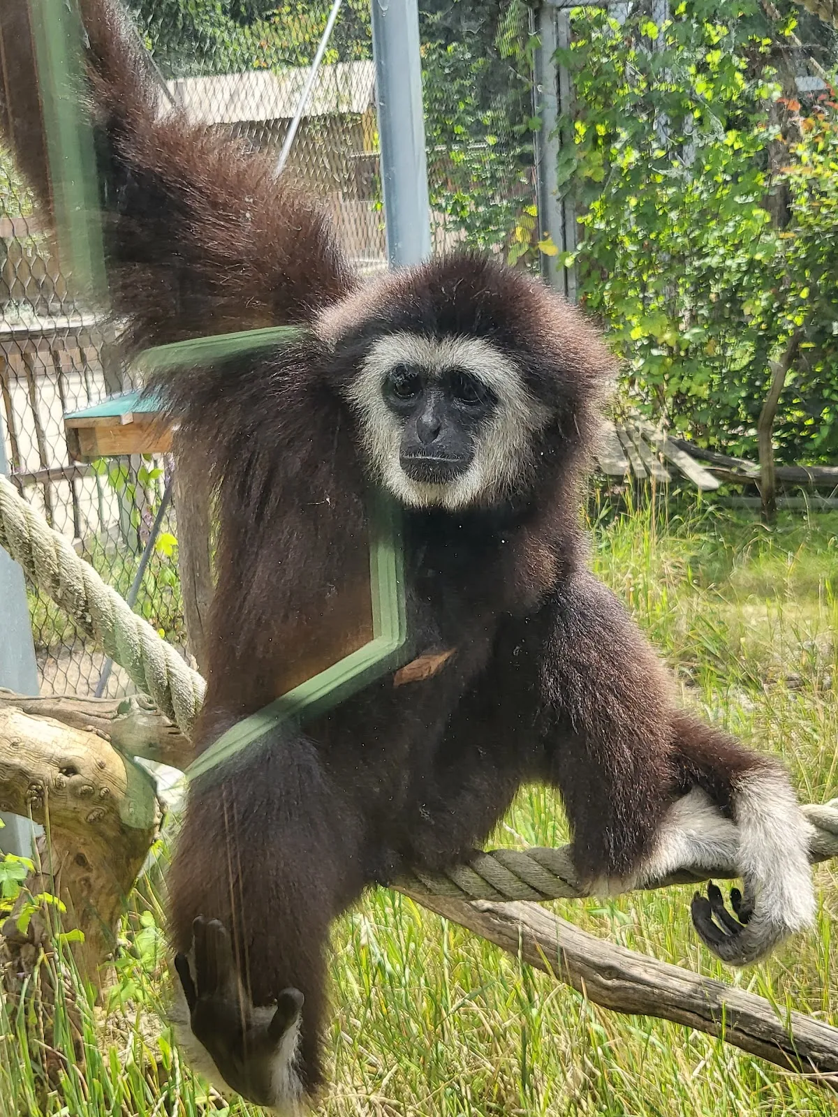 Цветущие рододендроны в парке города Бремен