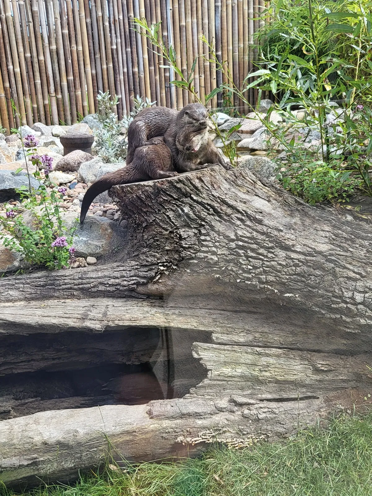 Цветущие рододендроны в парке города Бремен
