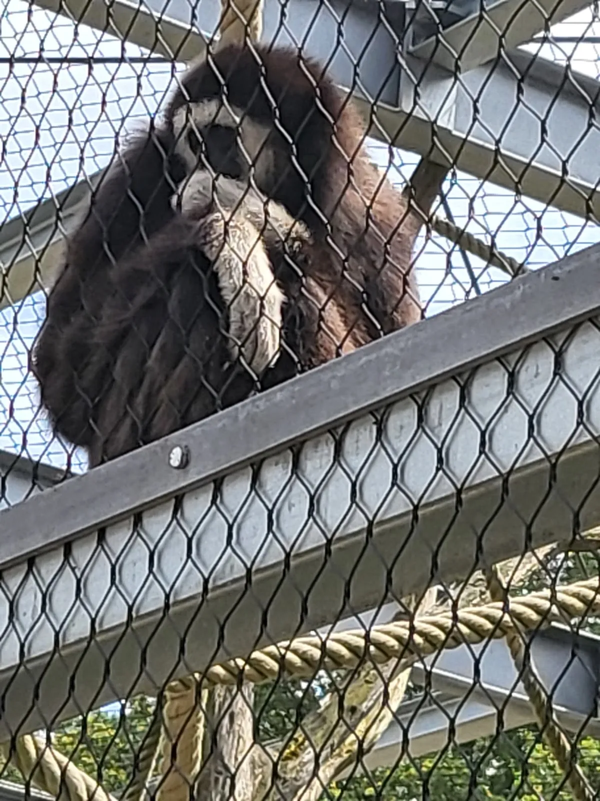 Цветущие рододендроны в парке города Бремен