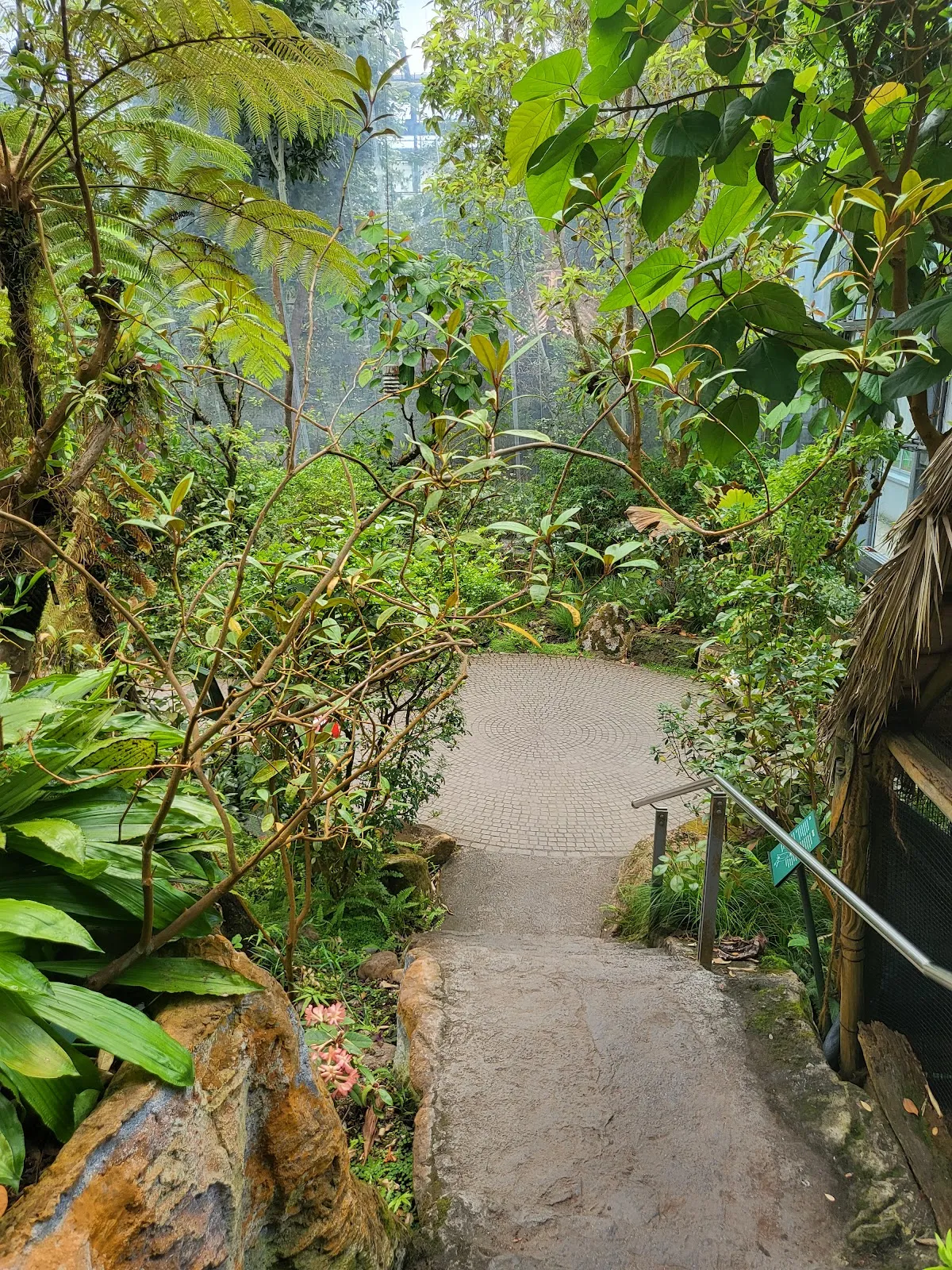 Цветущие рододендроны в парке города Бремен