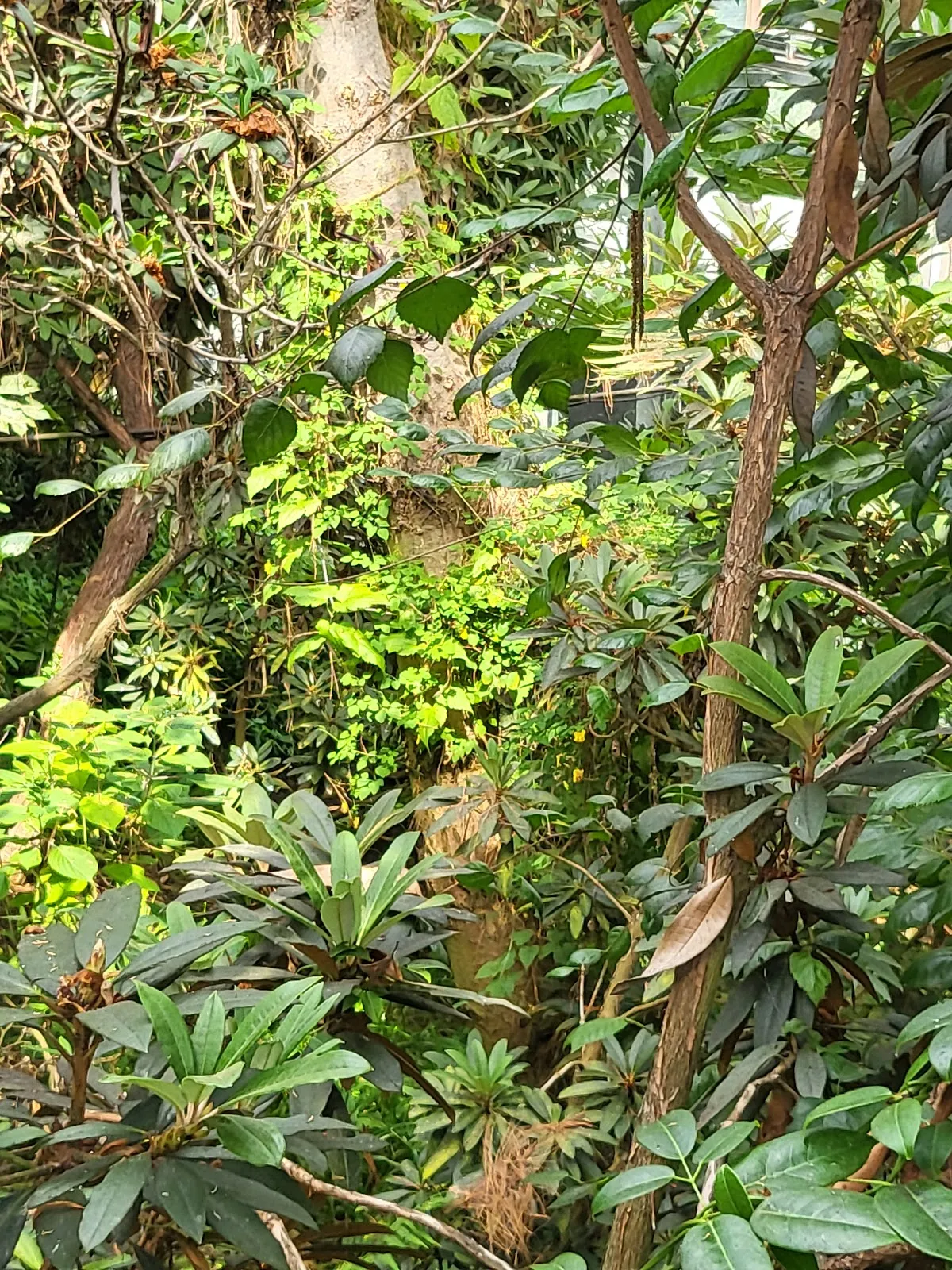 Цветущие рододендроны в парке города Бремен