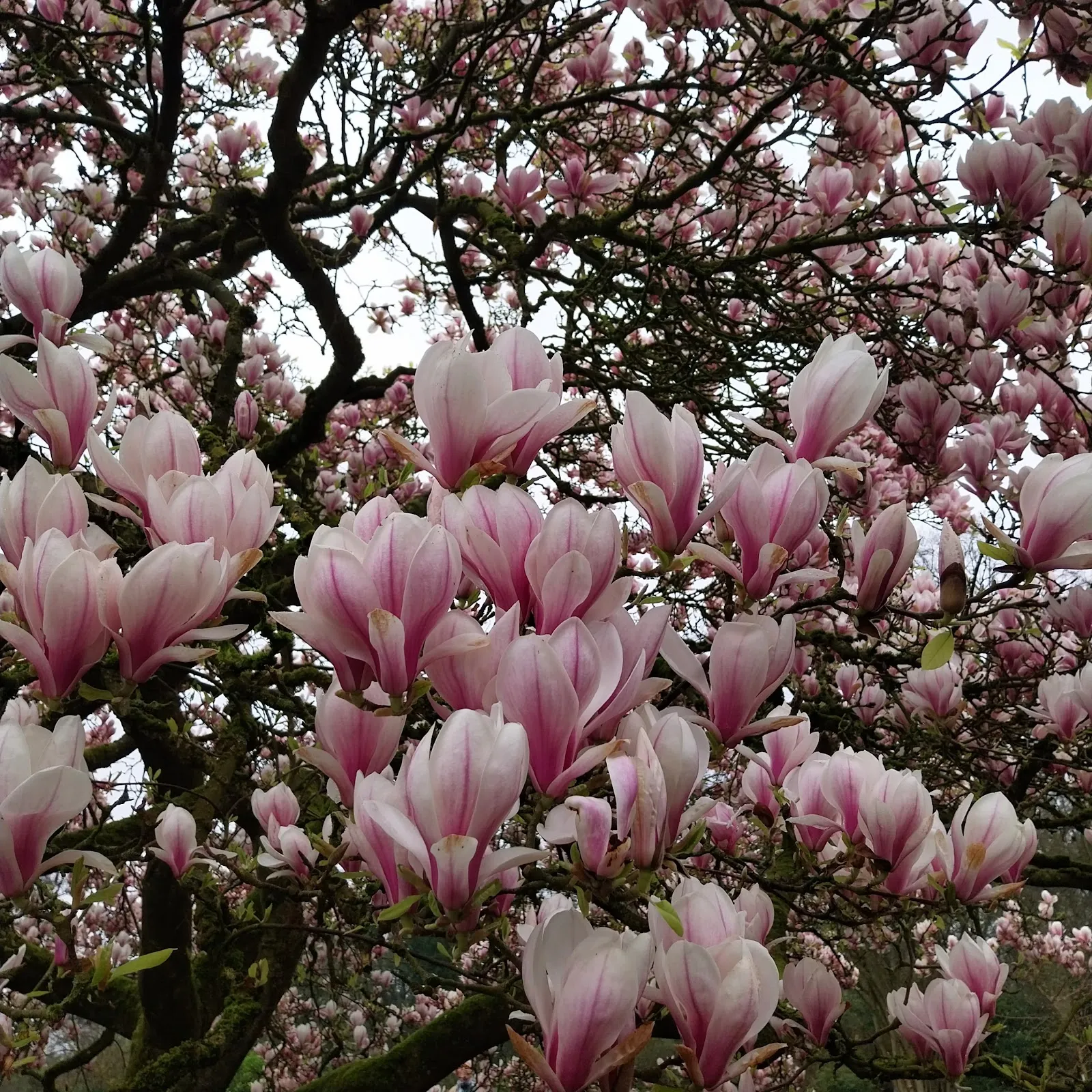 Цветущие рододендроны в парке города Бремен