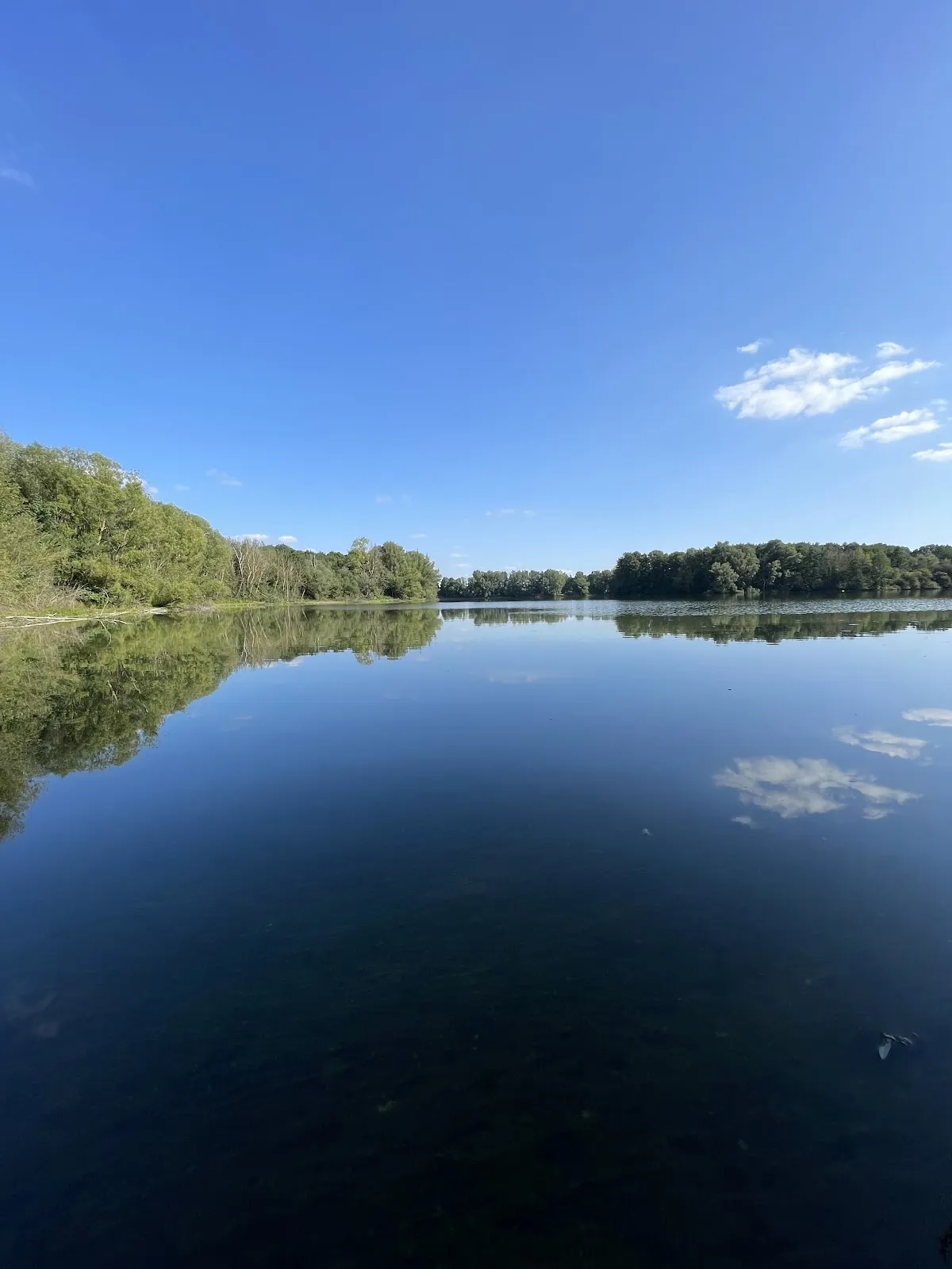 Бриссельзерлен