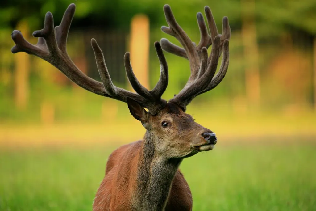 Дикая ферма Йоханнисмюле