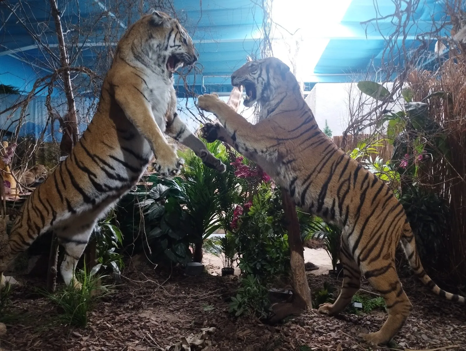 Фотография одной из рептилий в парке Tropic Reptica