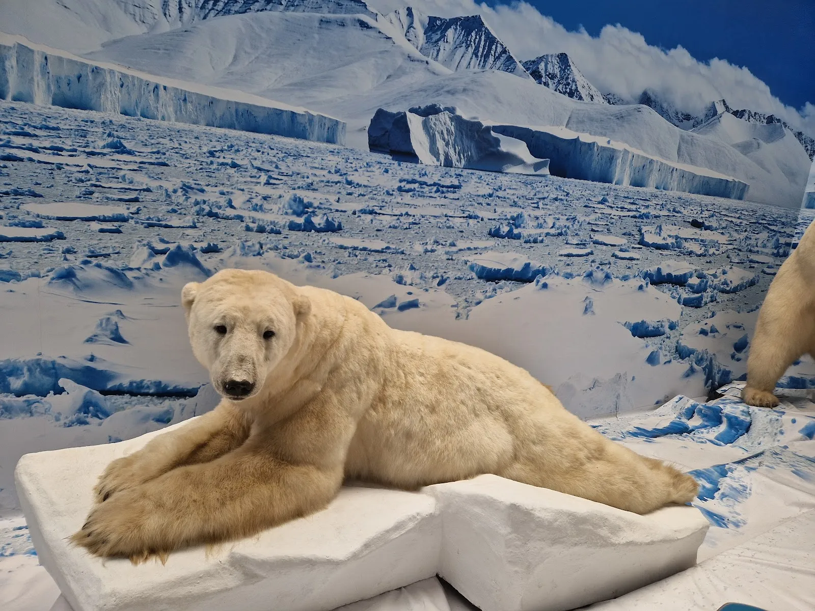 Фотография одной из рептилий в парке Tropic Reptica