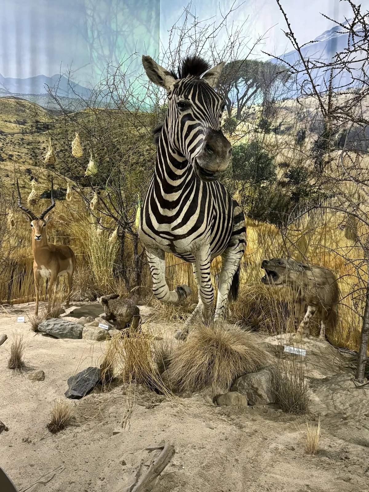 Фотография одной из рептилий в парке Tropic Reptica