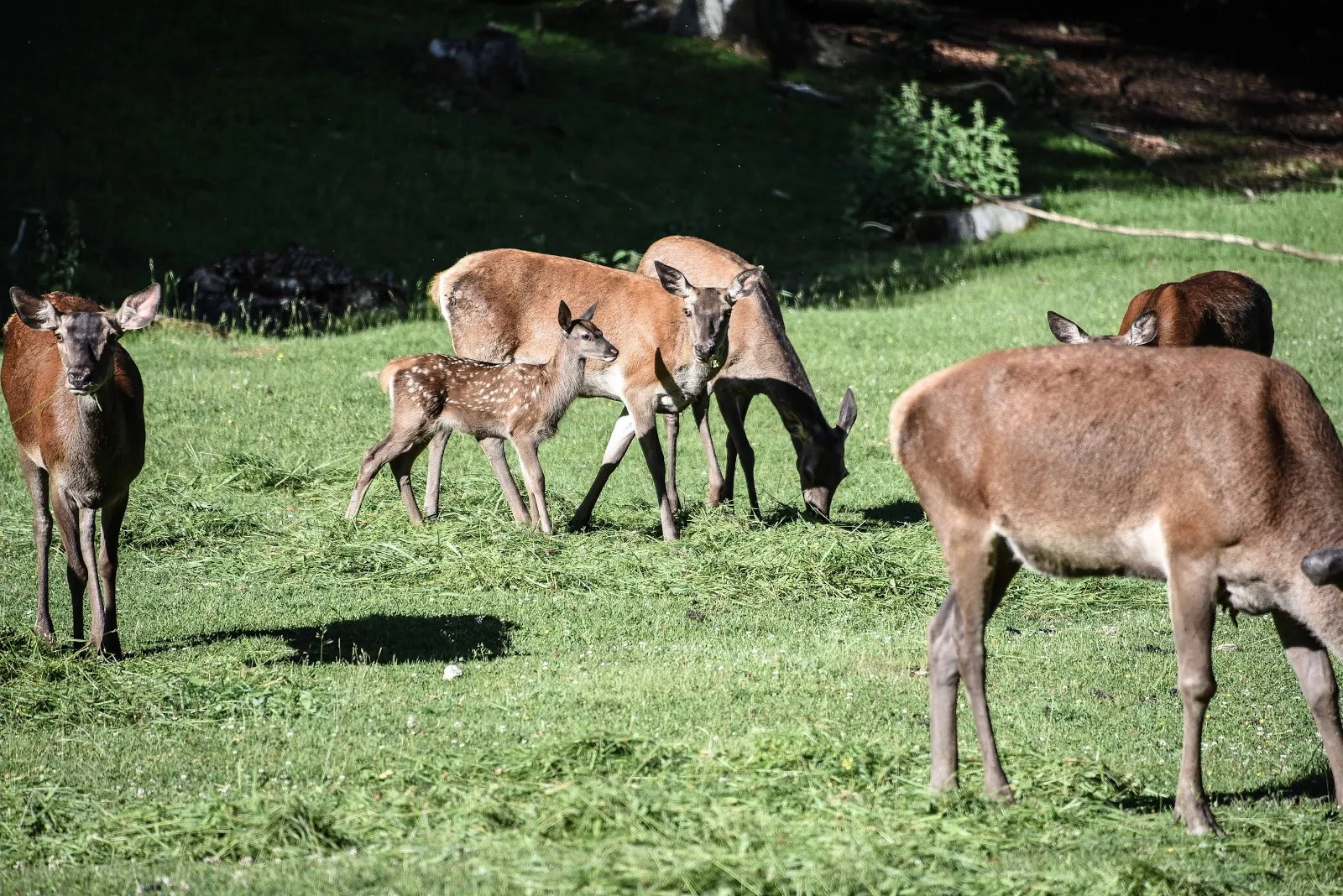 Дикая роща Айхерт