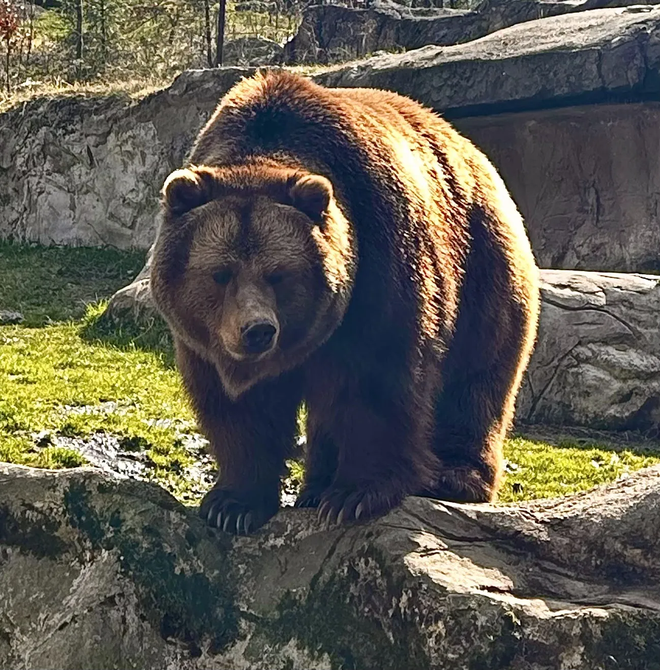 Территория парка дикой природы Люнебургер Хайде с животными
