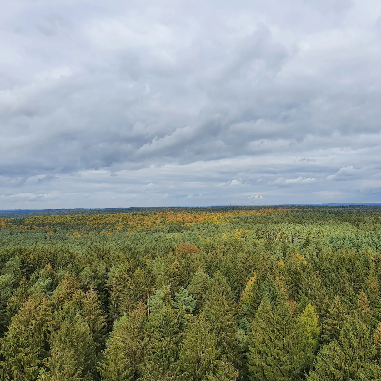 Территория парка дикой природы Люнебургер Хайде с животными