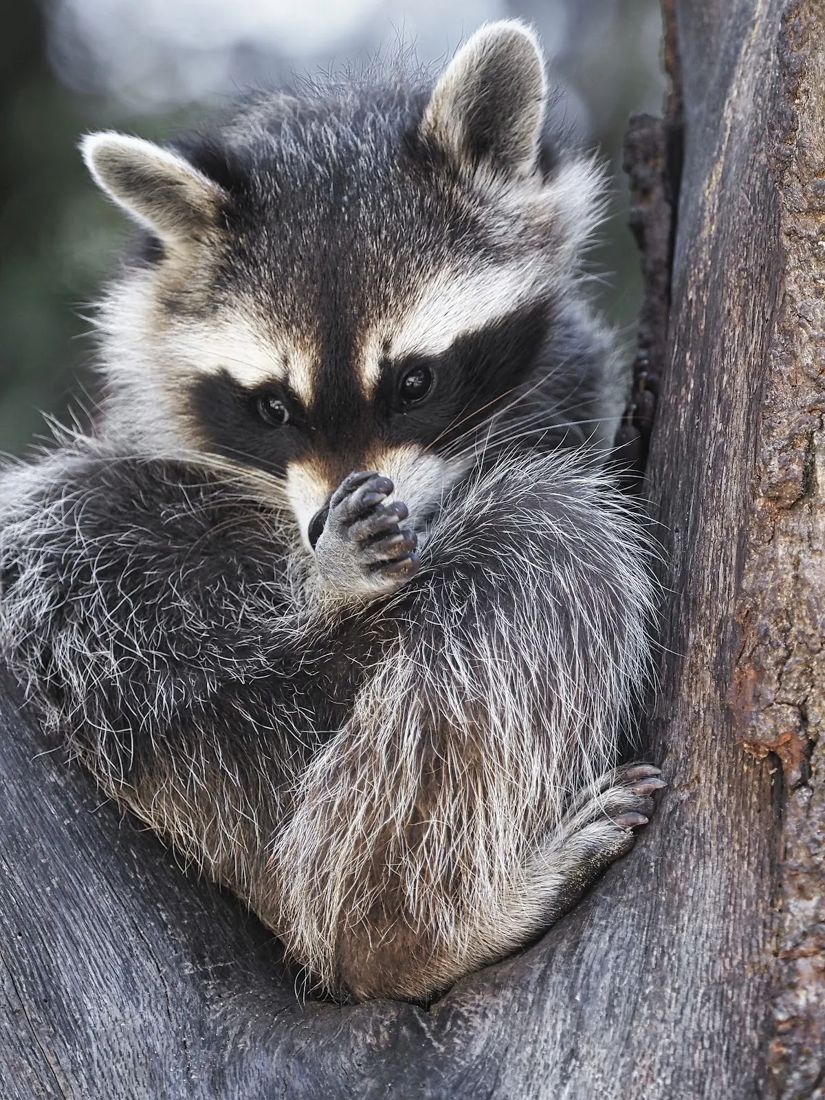 Территория парка дикой природы Люнебургер Хайде с животными