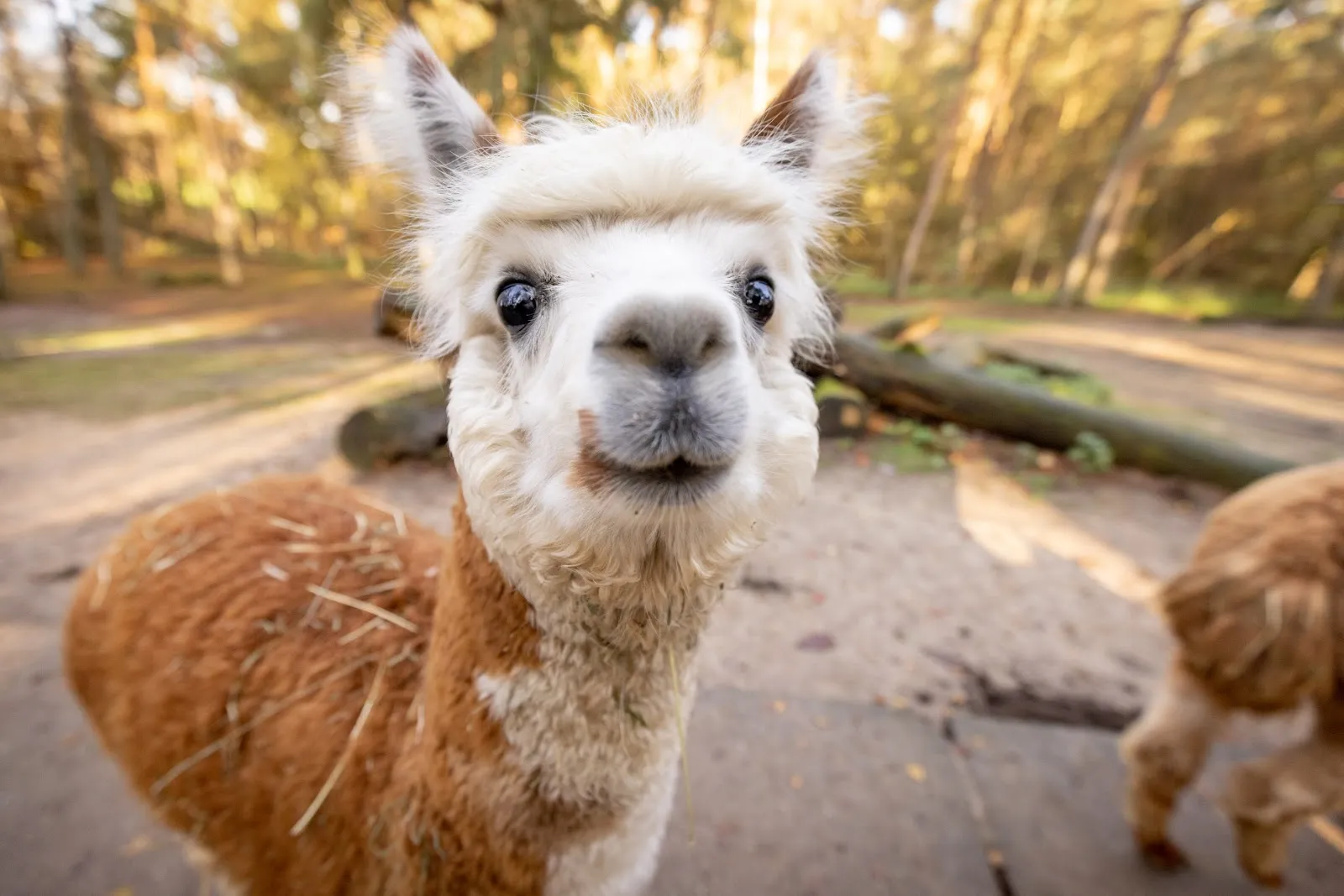 Территория парка дикой природы Люнебургер Хайде с животными