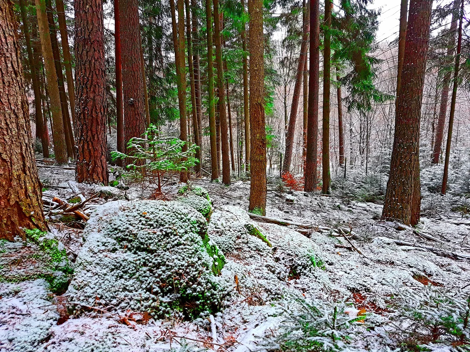 Природный ландшафт парка «Дикое сердце Швабии»