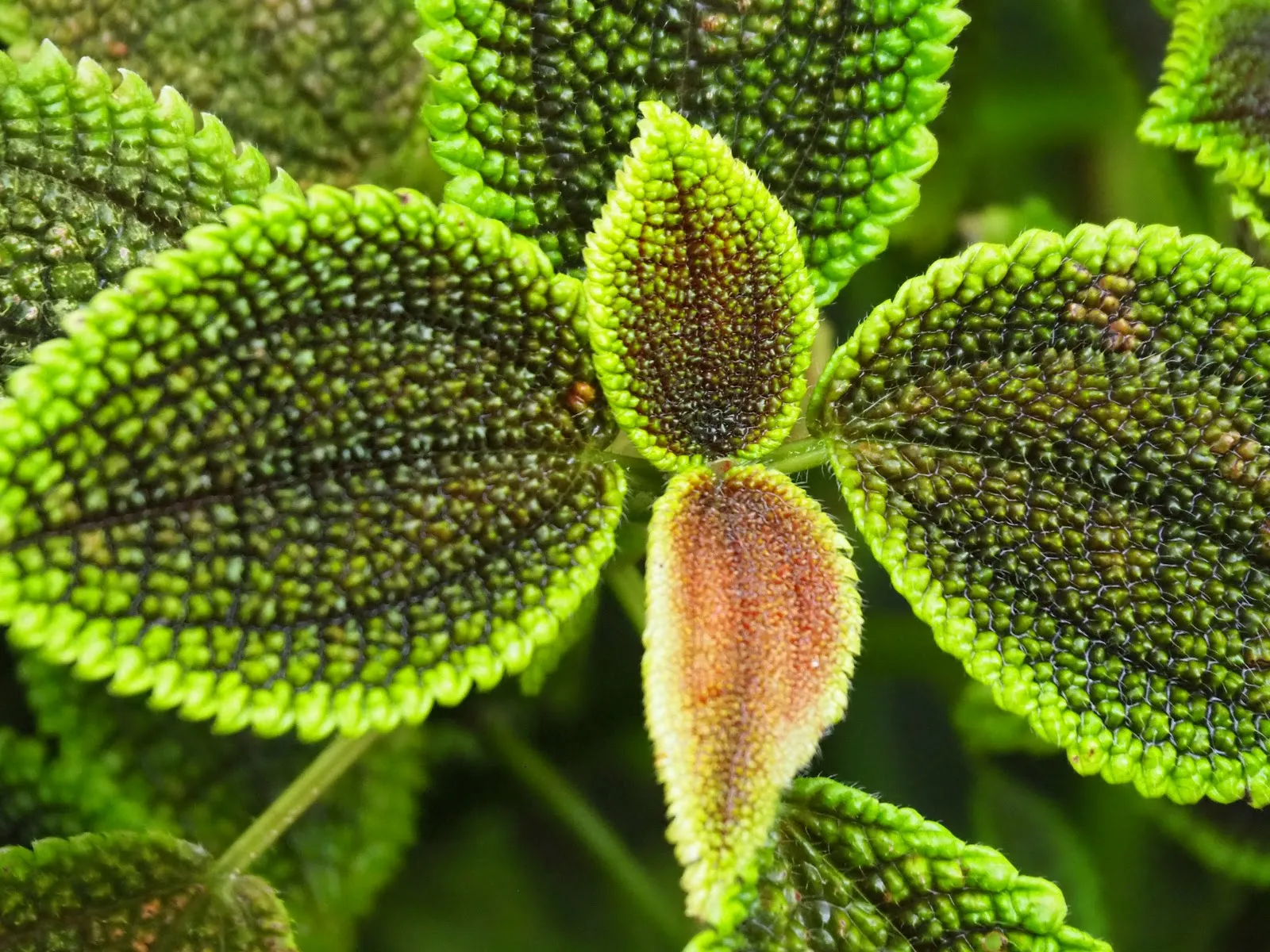 Дом орхидей в Штутгарте – цветущие орхидеи