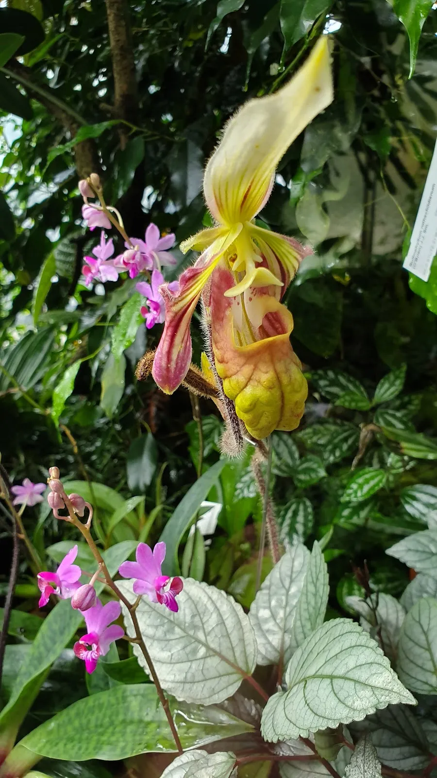 Дом орхидей в Штутгарте – цветущие орхидеи