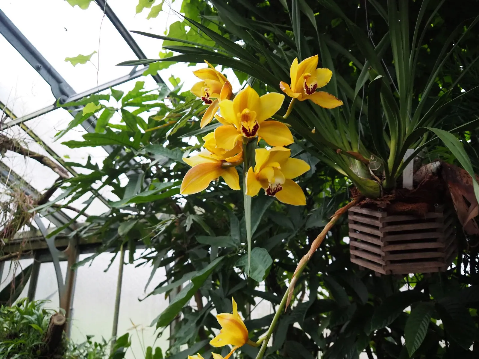 Дом орхидей в Штутгарте – цветущие орхидеи