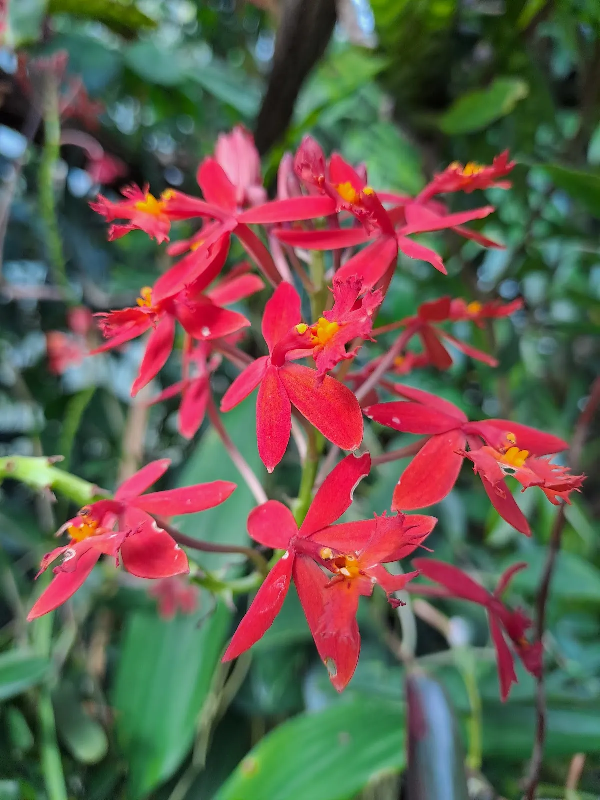 Дом орхидей в Штутгарте – цветущие орхидеи