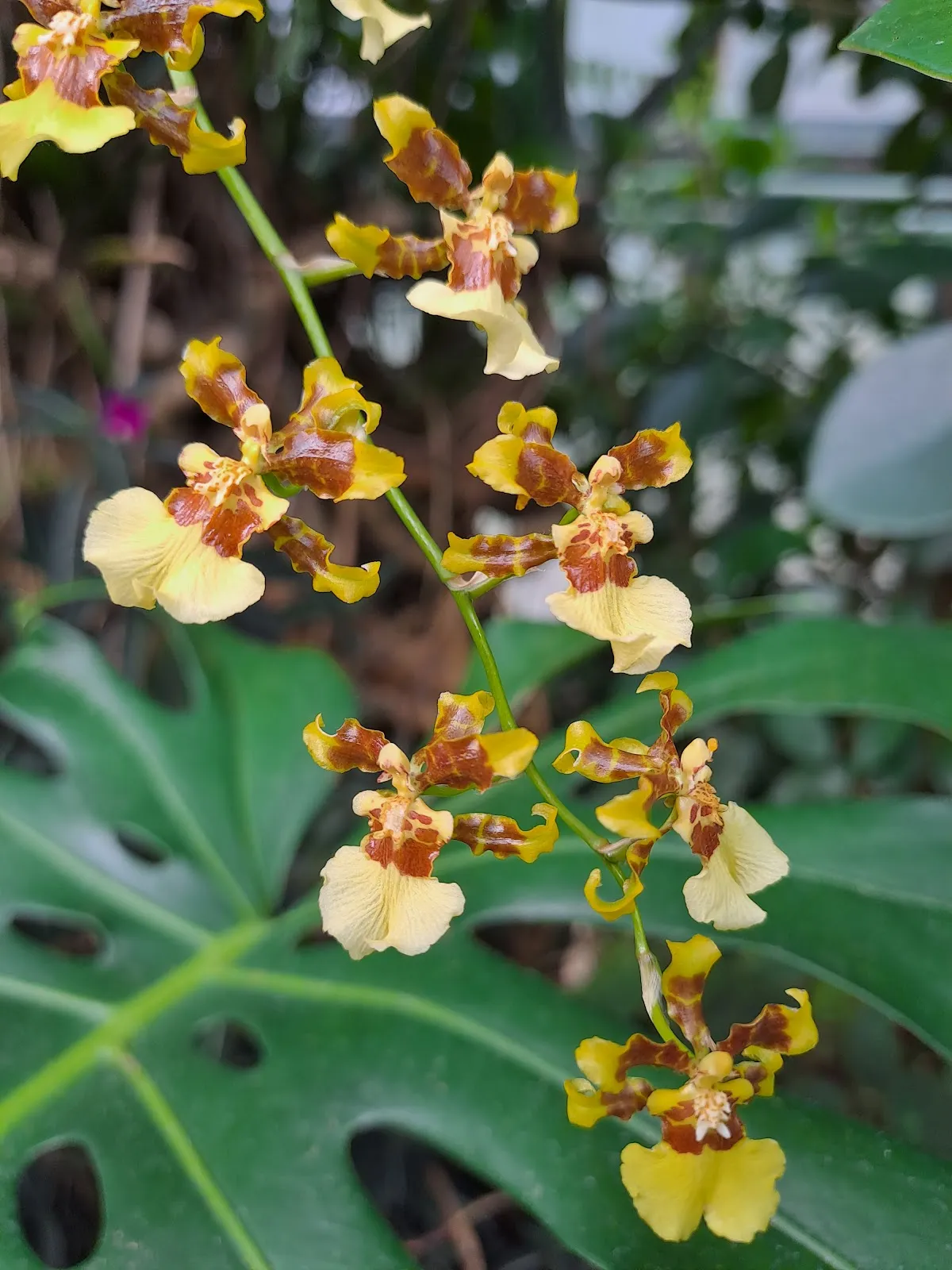 Дом орхидей в Штутгарте – цветущие орхидеи