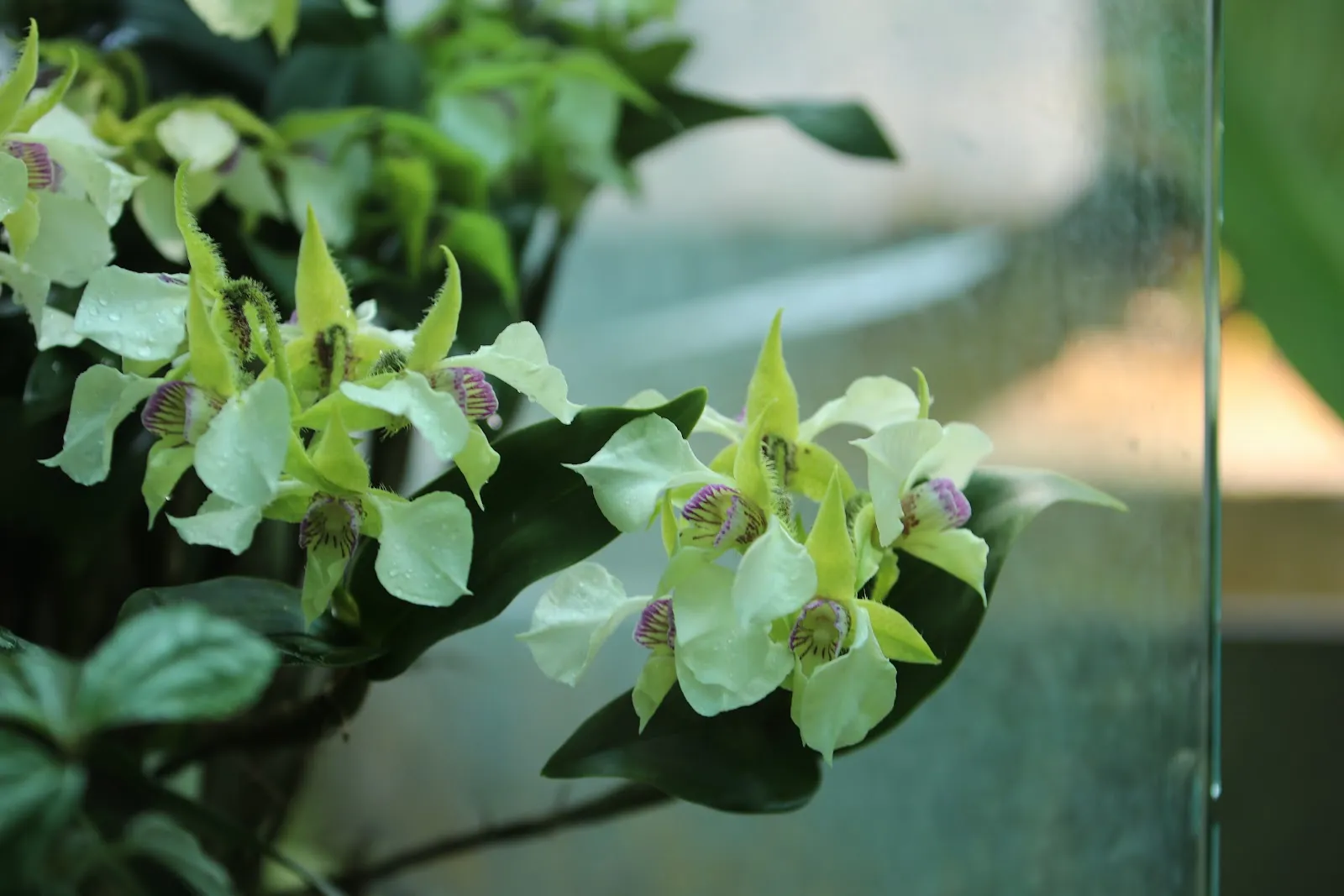 Дом орхидей в Штутгарте – цветущие орхидеи