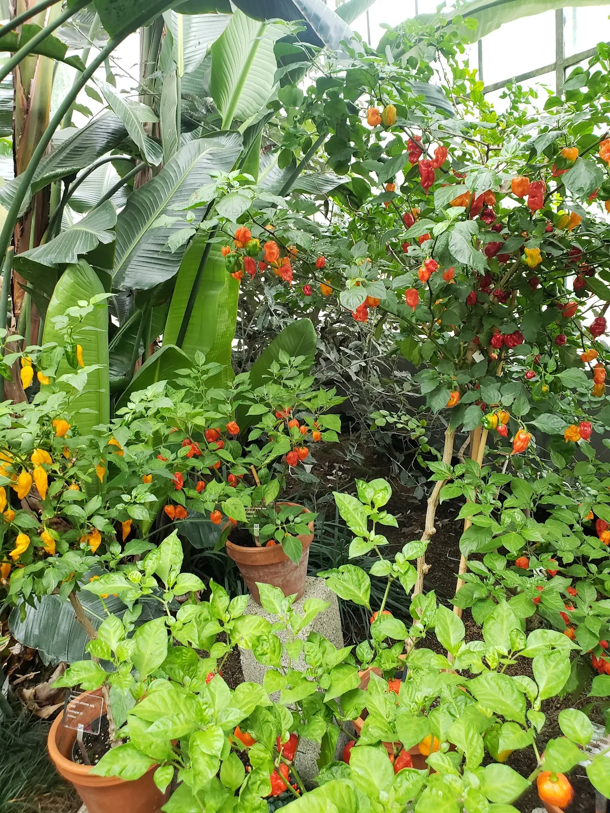 Дом орхидей в Штутгарте – цветущие орхидеи