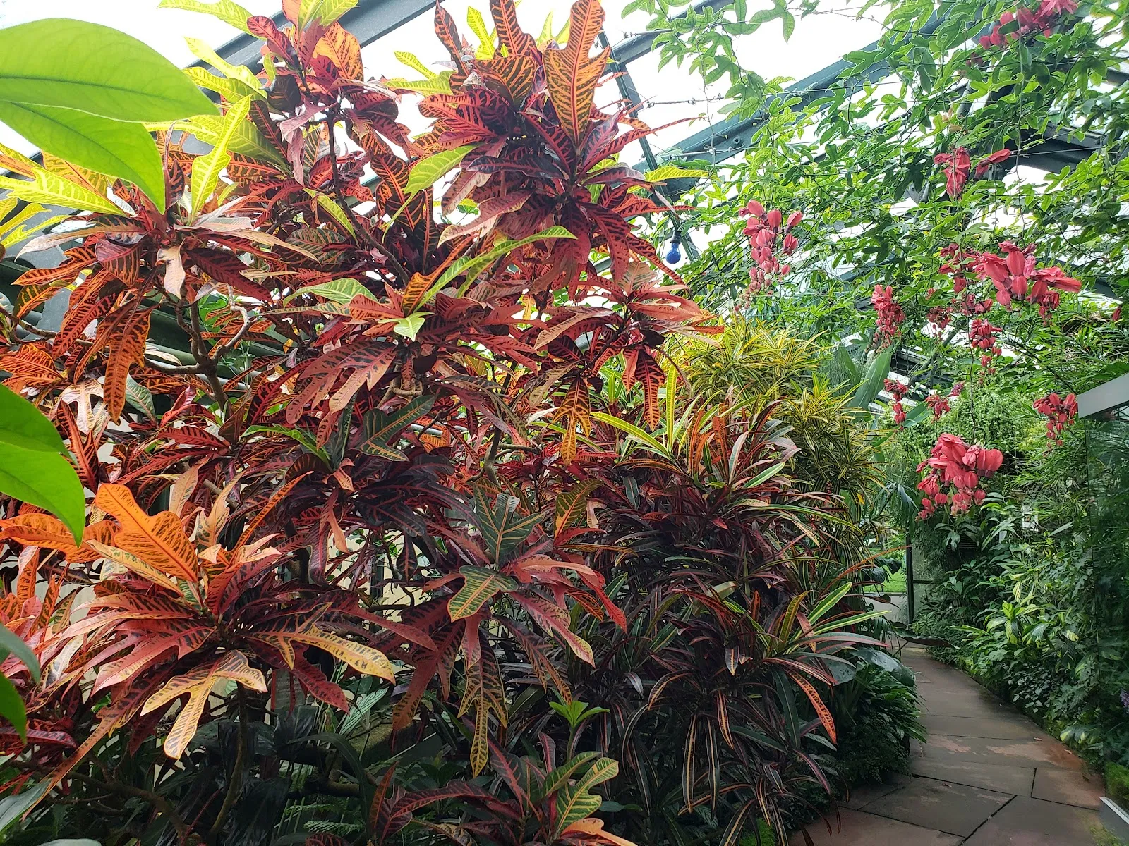 Дом орхидей в Штутгарте – цветущие орхидеи