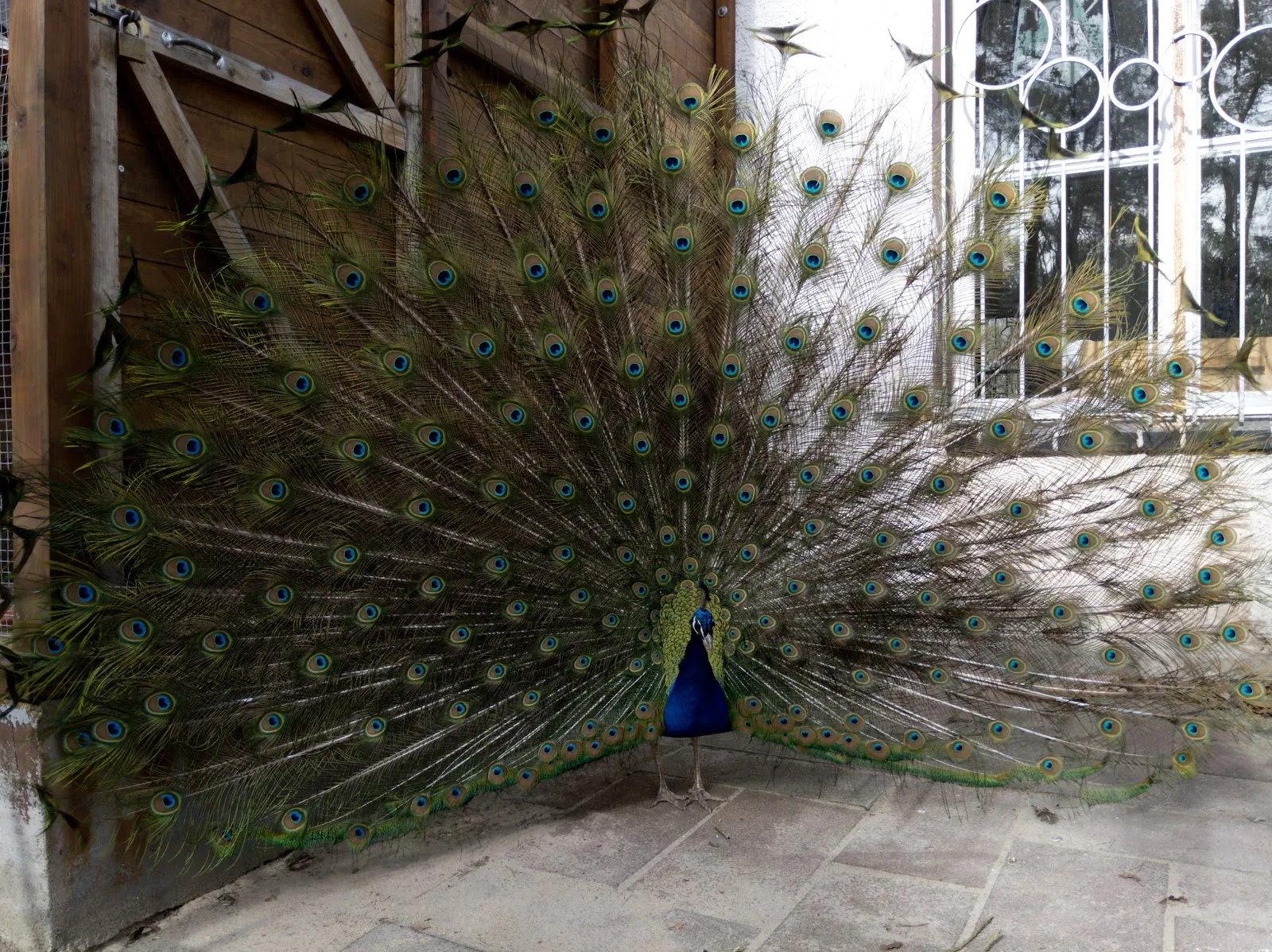 Экспозиция животного мира в Доме природы и окружающей среды, Берлин