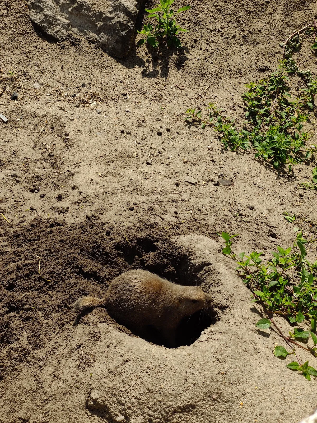 Экспозиция животного мира в Доме природы и окружающей среды, Берлин